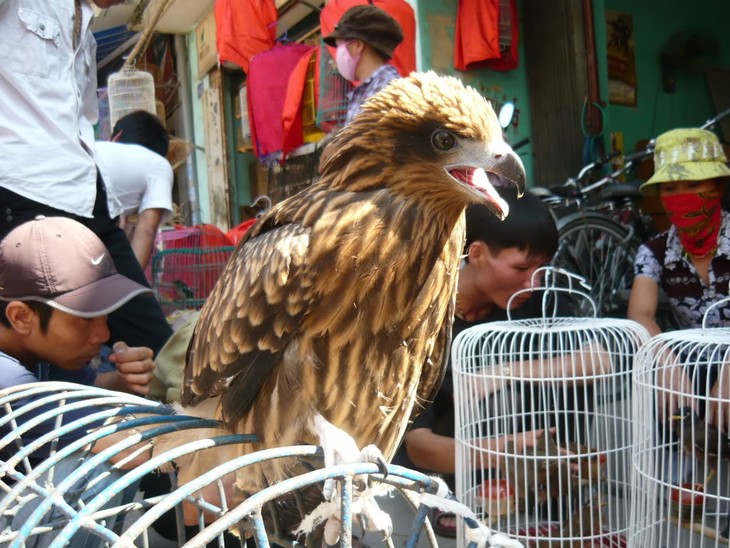 Hang traditional market in Hai Phong - ảnh 1